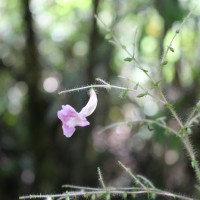 Strobilanthes habracanthoides J.R.I.Wood